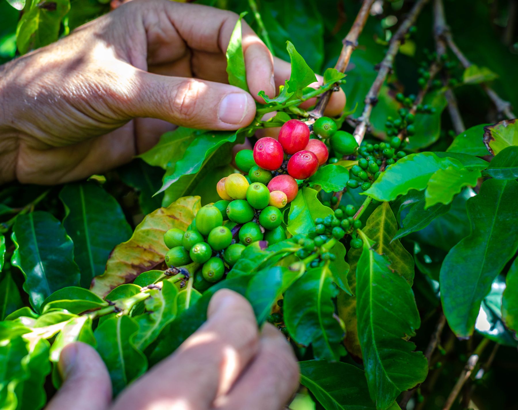 Hands inspecting ripe and unripe coffee cherries on a coffee plant